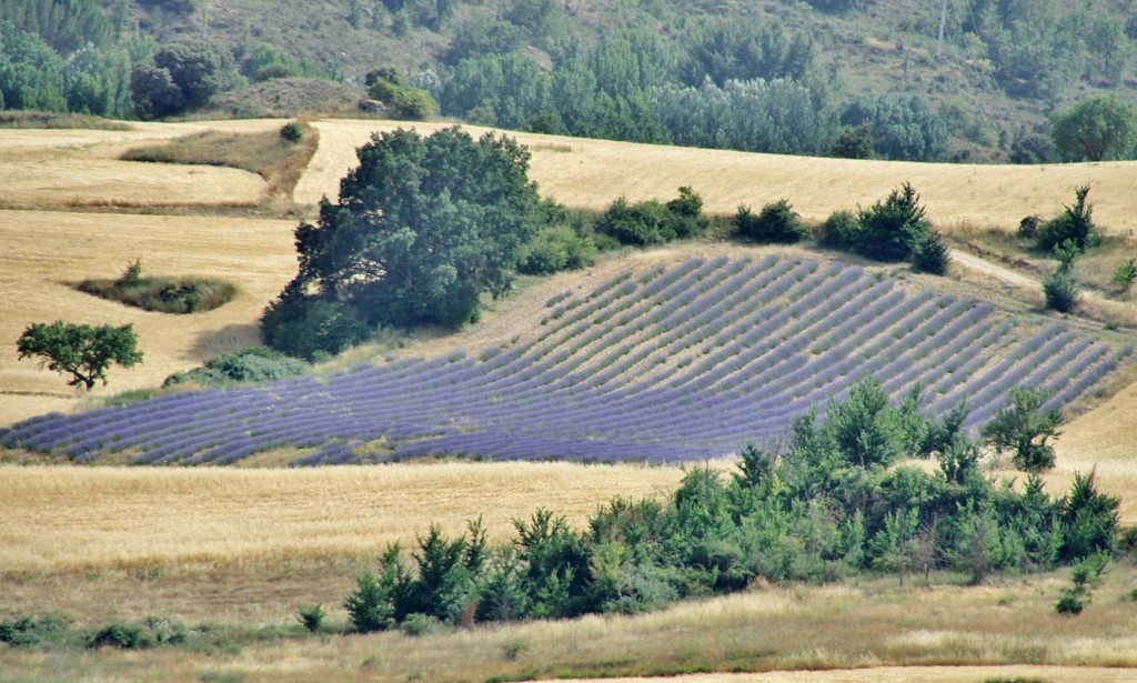 Foto: Vistas desde el pueblo - Brihuega (Guadalajara), España