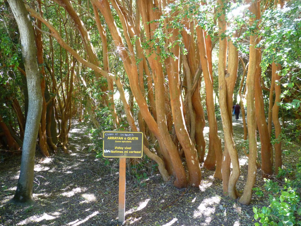 Foto: Bosque de arrayanes. - Lago Puelo (Chubut), Argentina