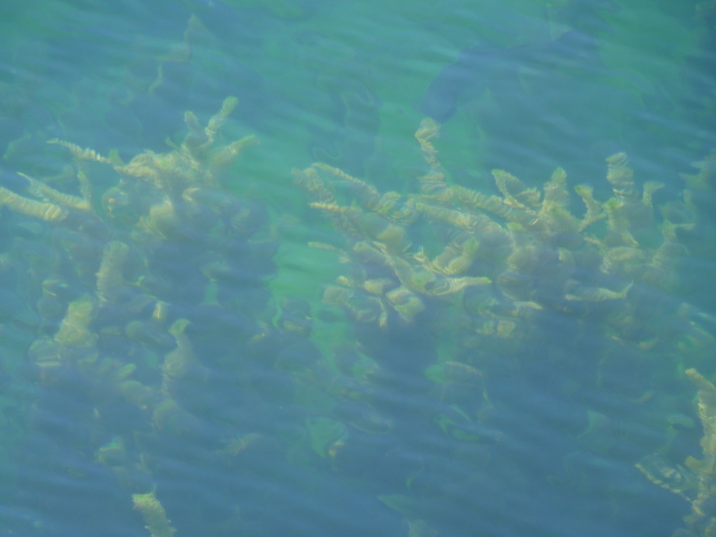 Foto: Truchas. - Lago Puelo (Chubut), Argentina