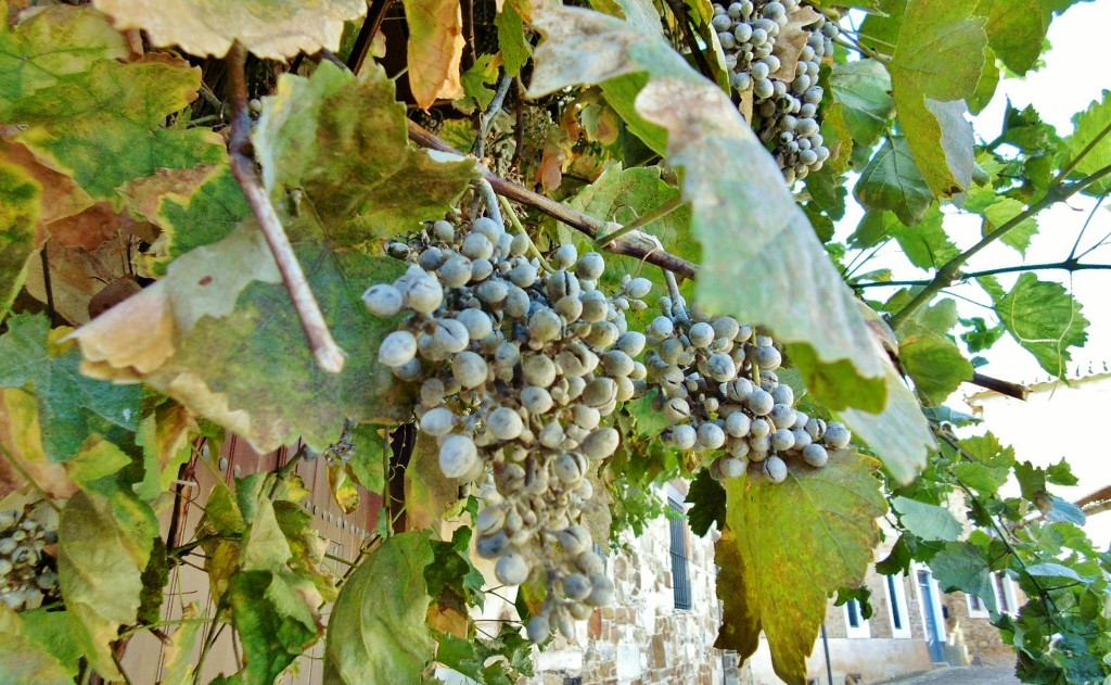 Foto: Centro histórico - Castrillo de los Polvazares (León), España