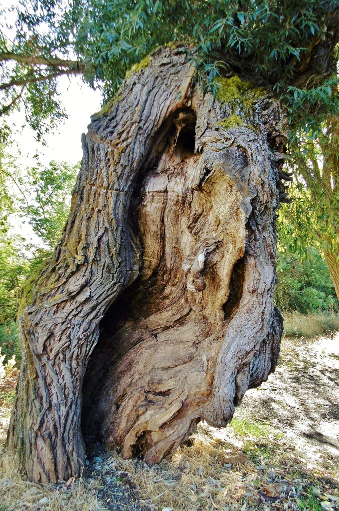 Foto: Árbol centenario - Castrillo de los Polvazares (León), España