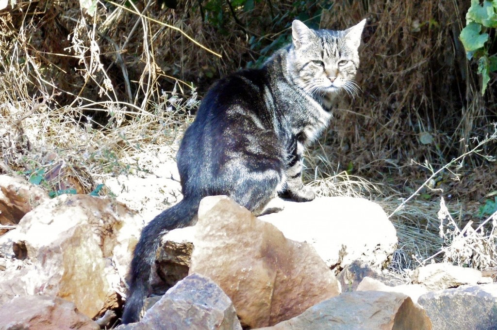 Foto: Gatito - Castrillo de los Polvazares (León), España