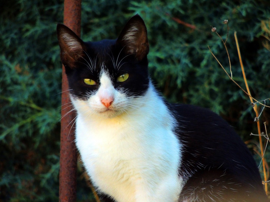 Foto de Pragança (Lisbon), Portugal
