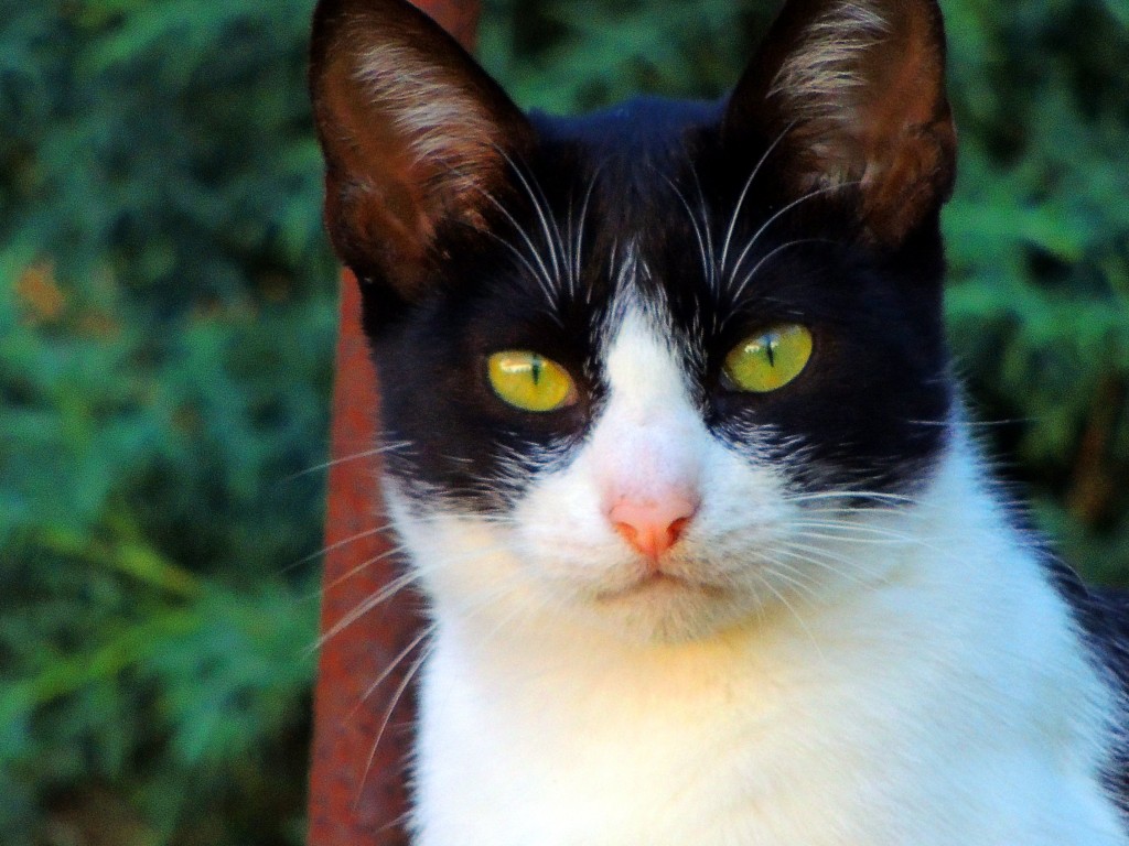Foto de Pragança (Lisbon), Portugal