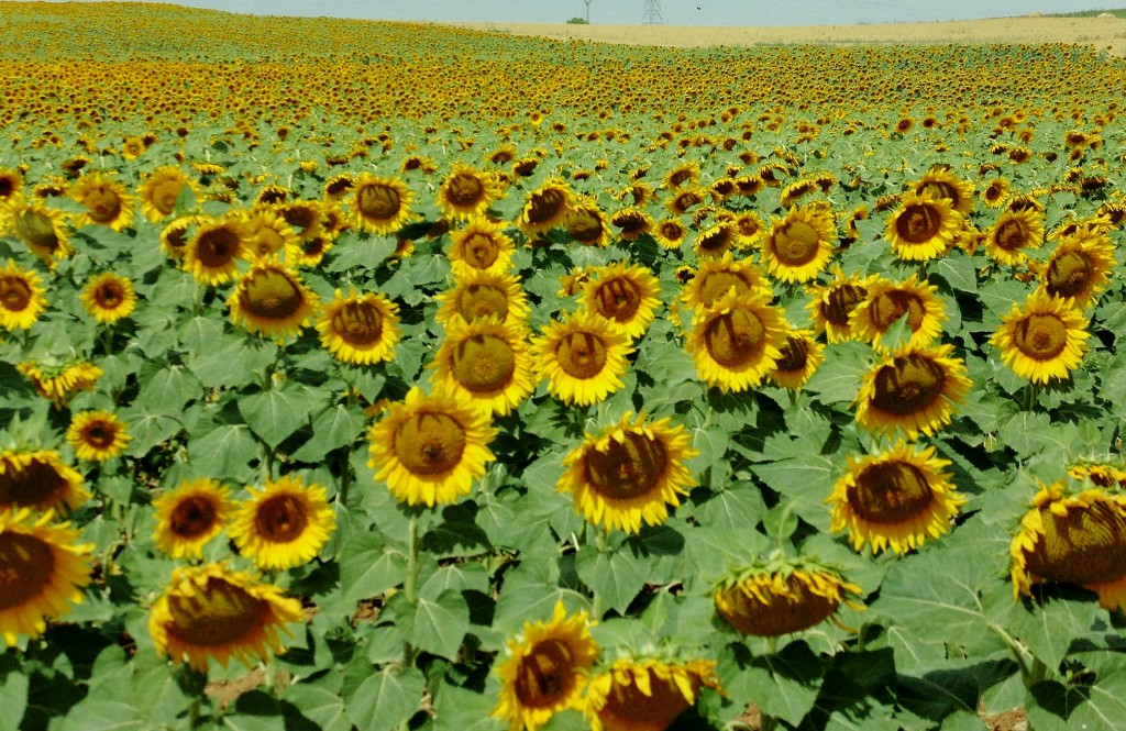 Foto: Campo de girasoles - Uclés (Cuenca), España