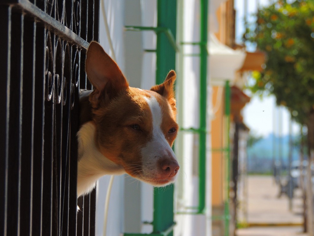Foto de Nueva Jarilla (Cádiz), España