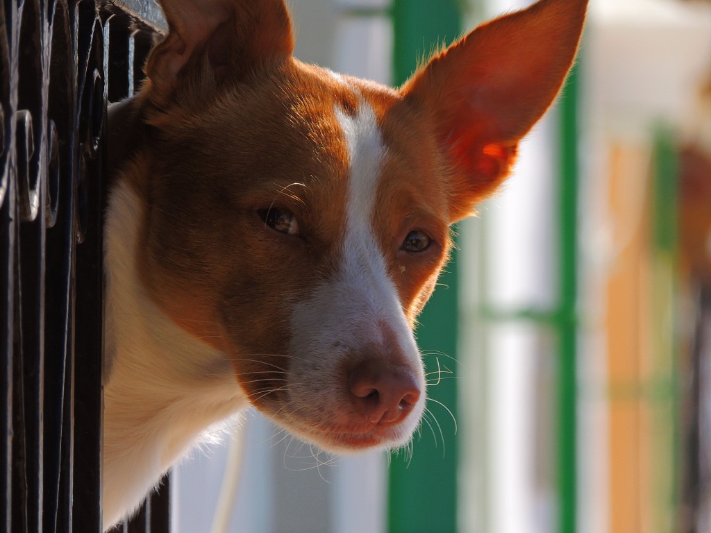 Foto de Nueva Jarilla (Cádiz), España