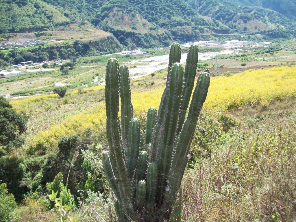 Foto: Stenocereus griseus - Motozintla (Chiapas), México