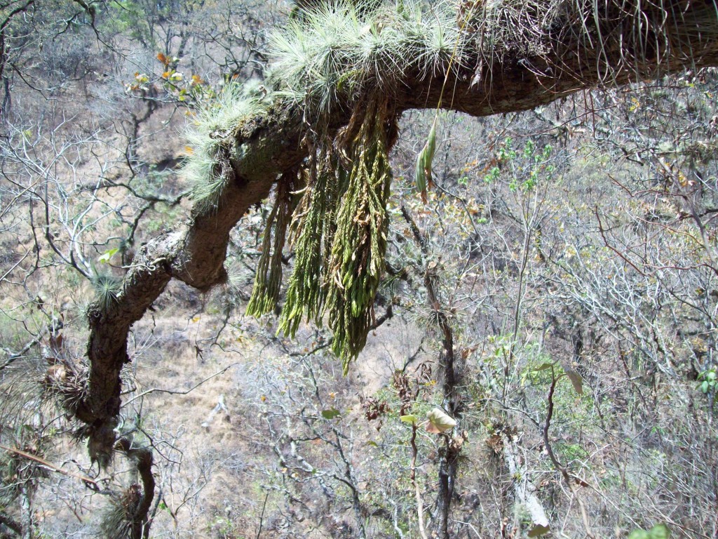 Foto: epifita - Motozintla (Chiapas), México