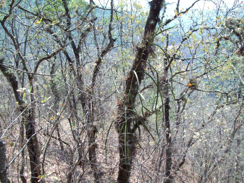 Foto: Weberocereus glaber - Motozintla (Chiapas), México
