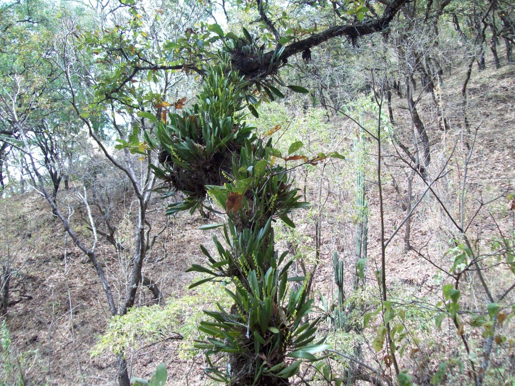 Foto: Orquidea - Motozintla (Chiapas), México