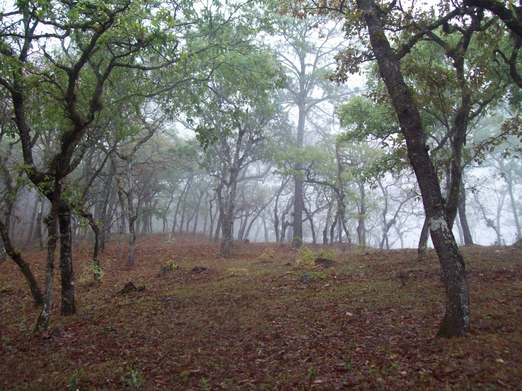 Foto: Bosque de Quercus - Motozintla (Chiapas), México