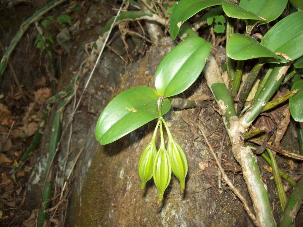 Foto: Orquidea con frutos( capsulas) - Motozintla (Chiapas), México