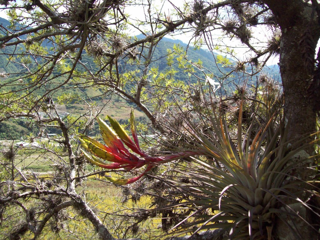 Foto: Tillandsia sp - Motozintla (Chiapas), México