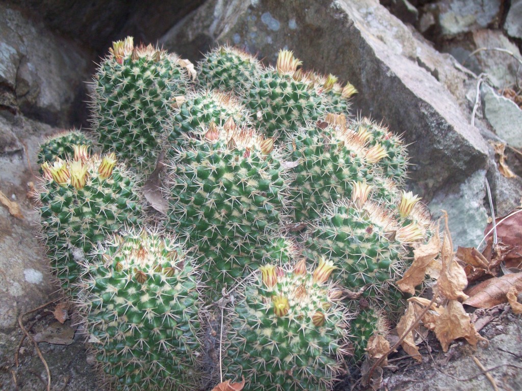 Foto: Mammillaria voburnensis - Motozintla (Chiapas), México
