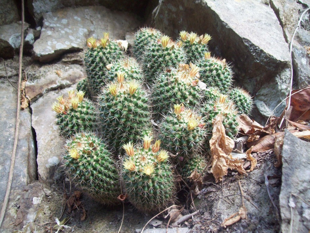 Foto: Mammillaria voburnensis - Motozintla (Chiapas), México