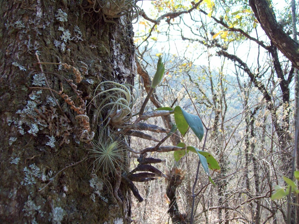 Foto: Orquidea y bromelia - Motozintla (Chiapas), México