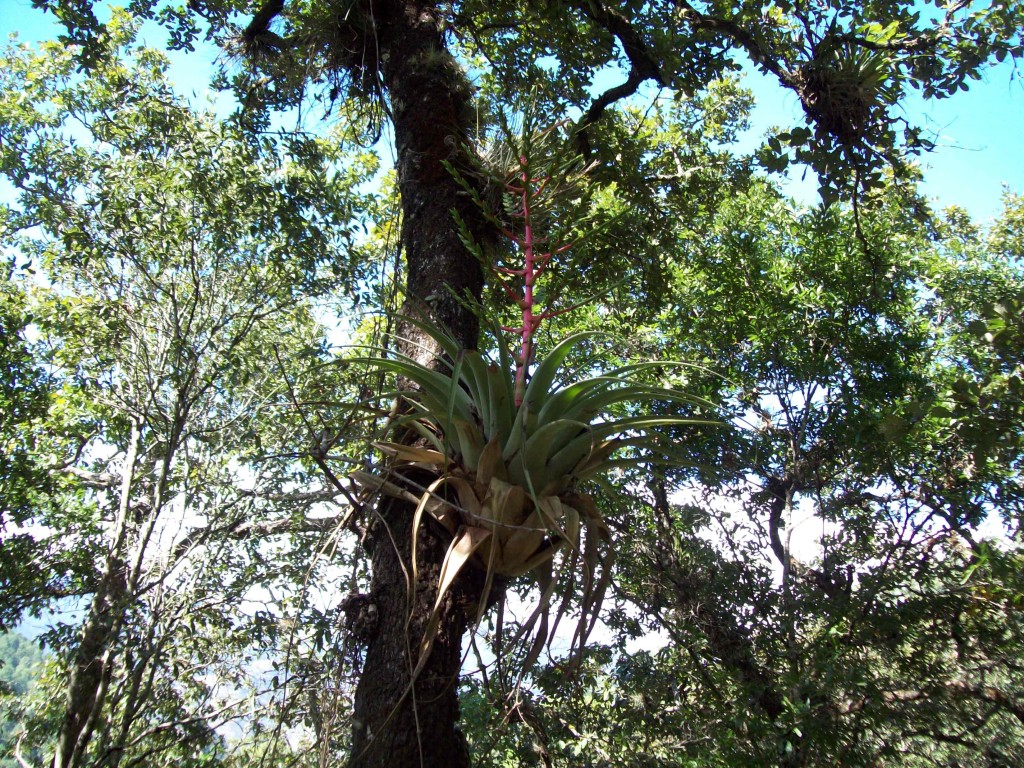 Foto: Bromelia en etapa de floracion - Motozintla (Chiapas), México