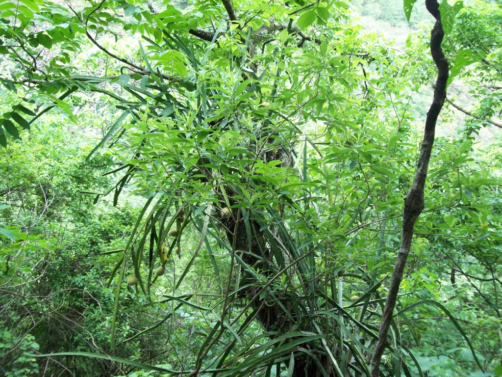 Foto: Weberocereus glaber - Motozintla (Chiapas), México