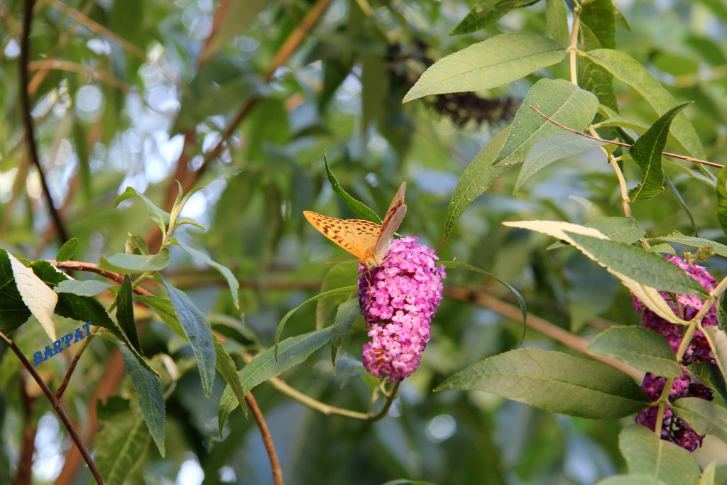 Foto de Pinofranqueado (Cáceres), España