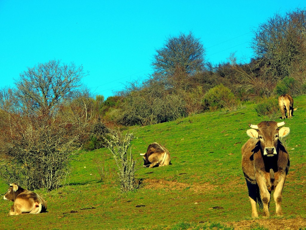 Foto de Areños (Palencia), España
