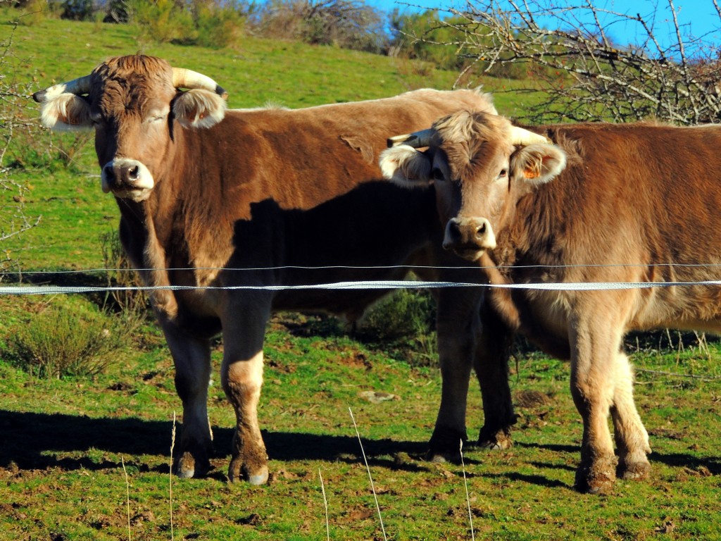 Foto de Areños (Palencia), España