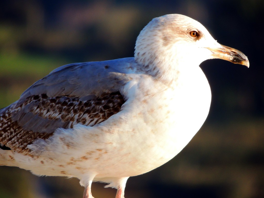 Foto de Llanes (Asturias), España