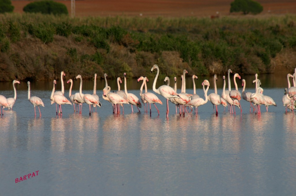 Foto de Puerto Real (Cádiz), España
