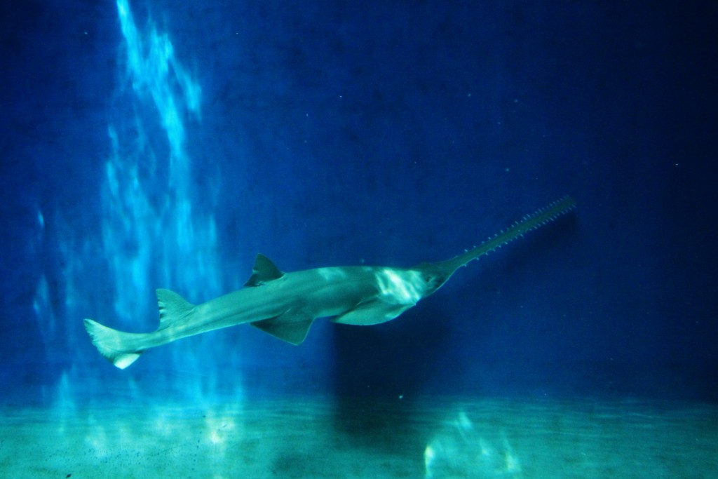 Foto: Acuario - Génova (Liguria), Italia