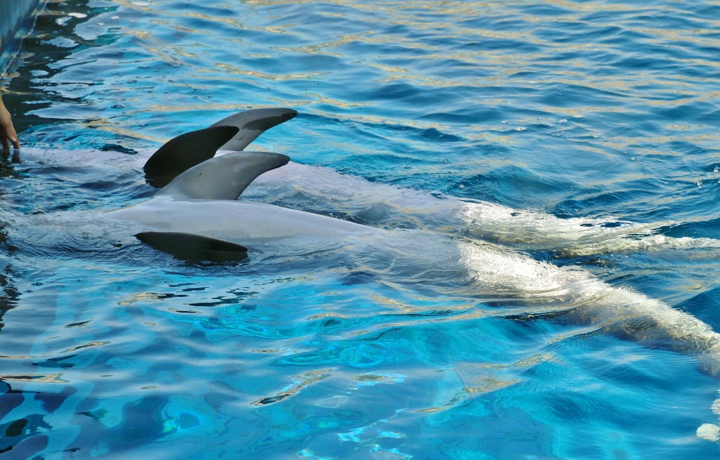 Foto: Acuario - Génova (Liguria), Italia