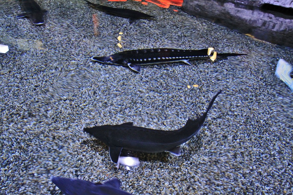 Foto: Acuario - Génova (Liguria), Italia