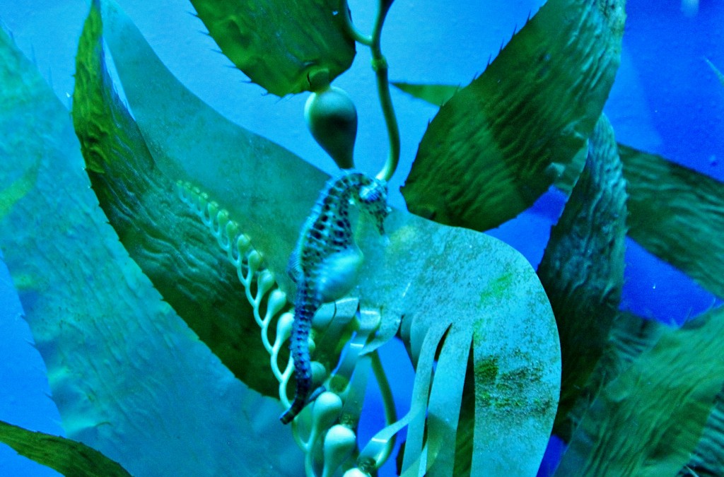 Foto: Acuario - Génova (Liguria), Italia