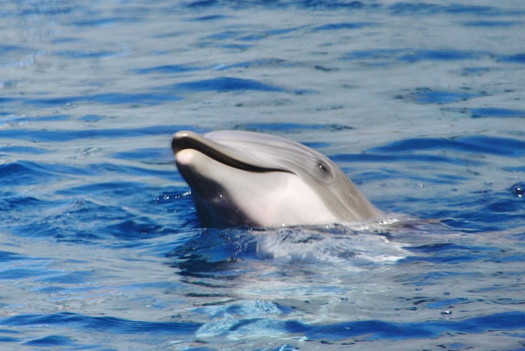 Foto: Acuario - Génova (Liguria), Italia