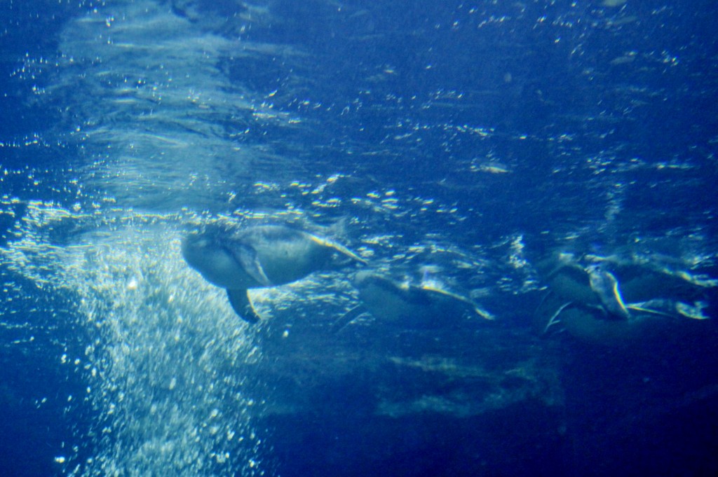 Foto: Acuario - Génova (Liguria), Italia