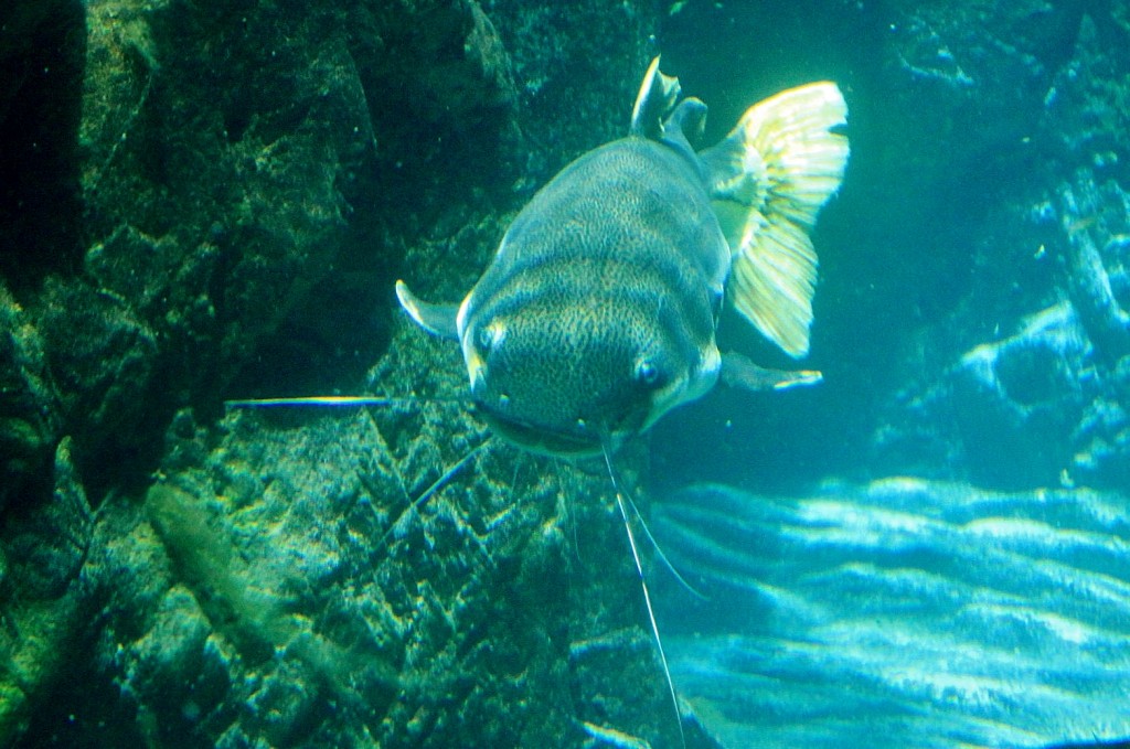 Foto: Acuario - Génova (Liguria), Italia