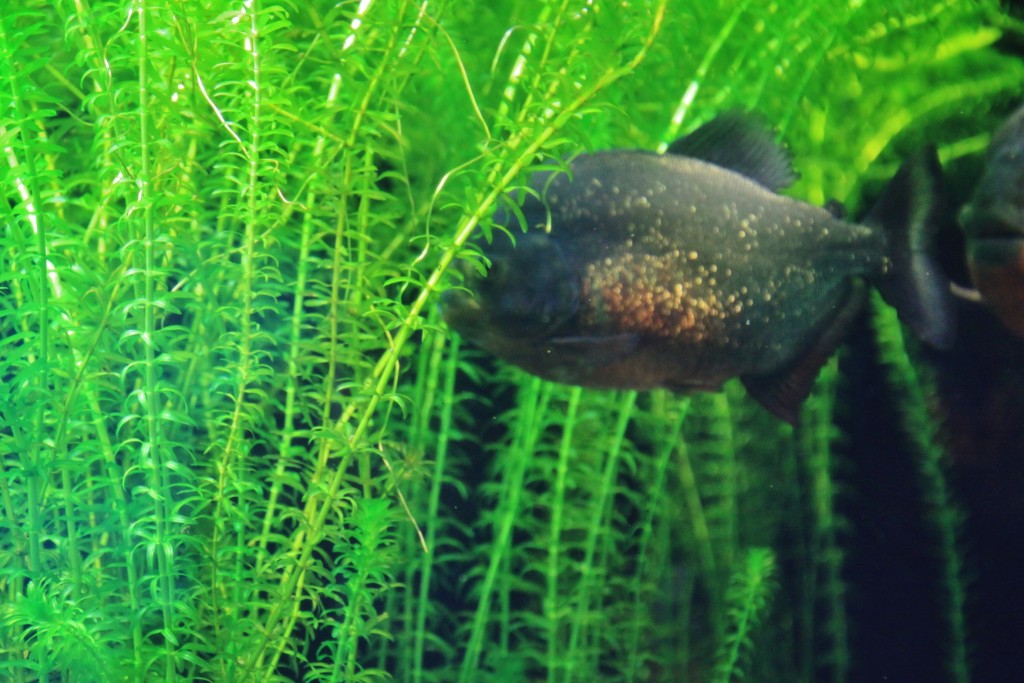 Foto: Acuario - Génova (Liguria), Italia