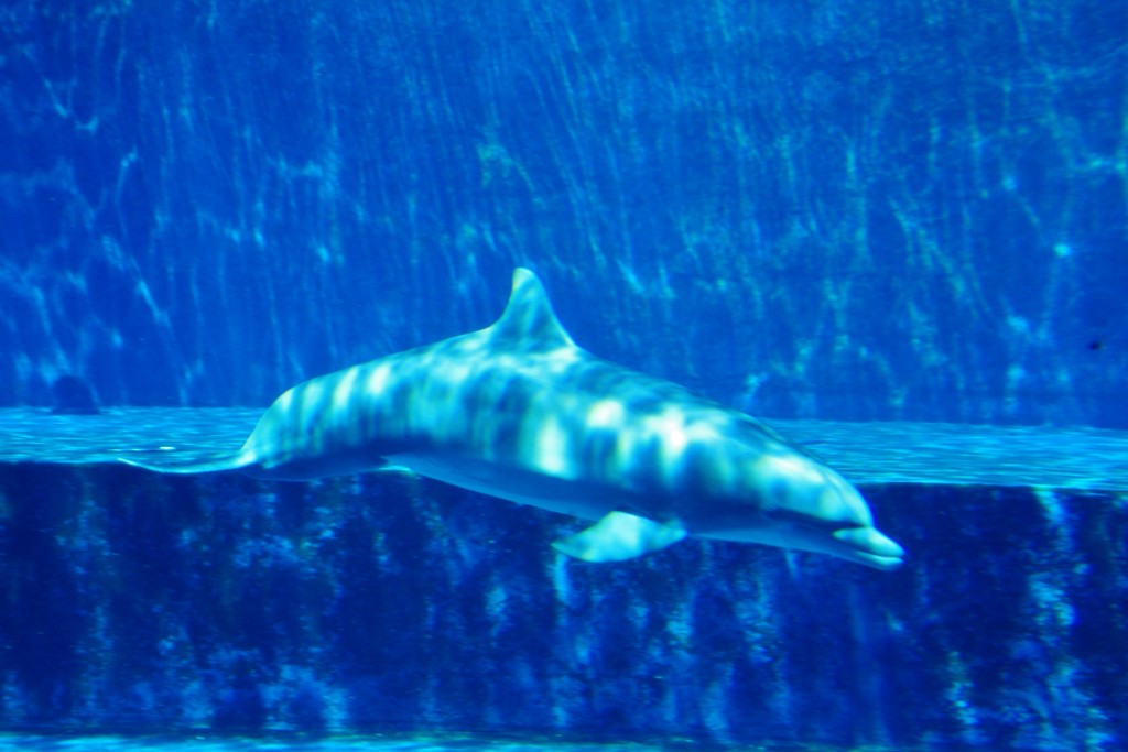 Foto: Acuario - Génova (Liguria), Italia