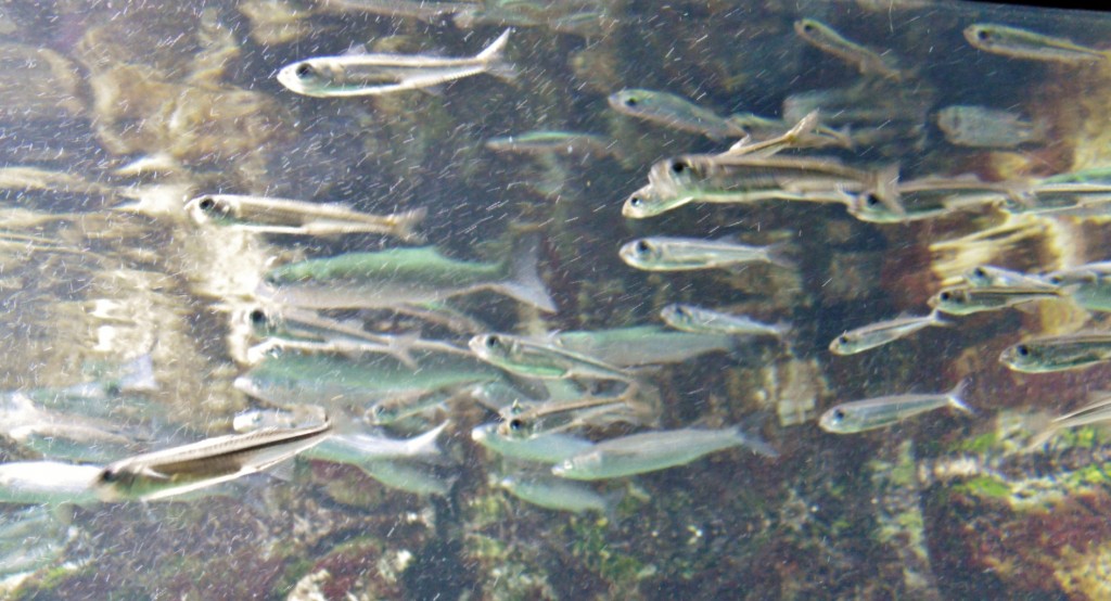 Foto: Acuario - Génova (Liguria), Italia