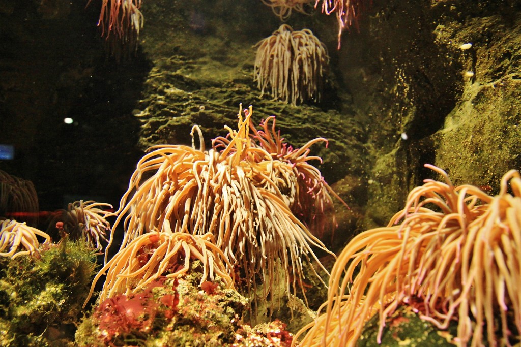 Foto: Acuario - Génova (Liguria), Italia