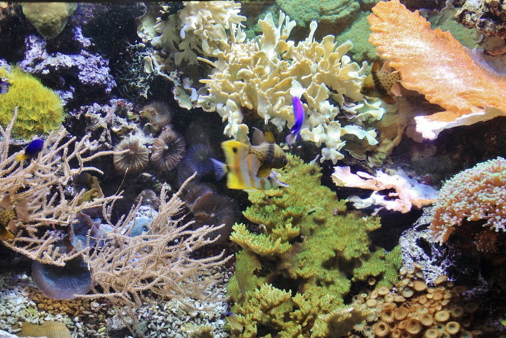 Foto: Acuario - Génova (Liguria), Italia