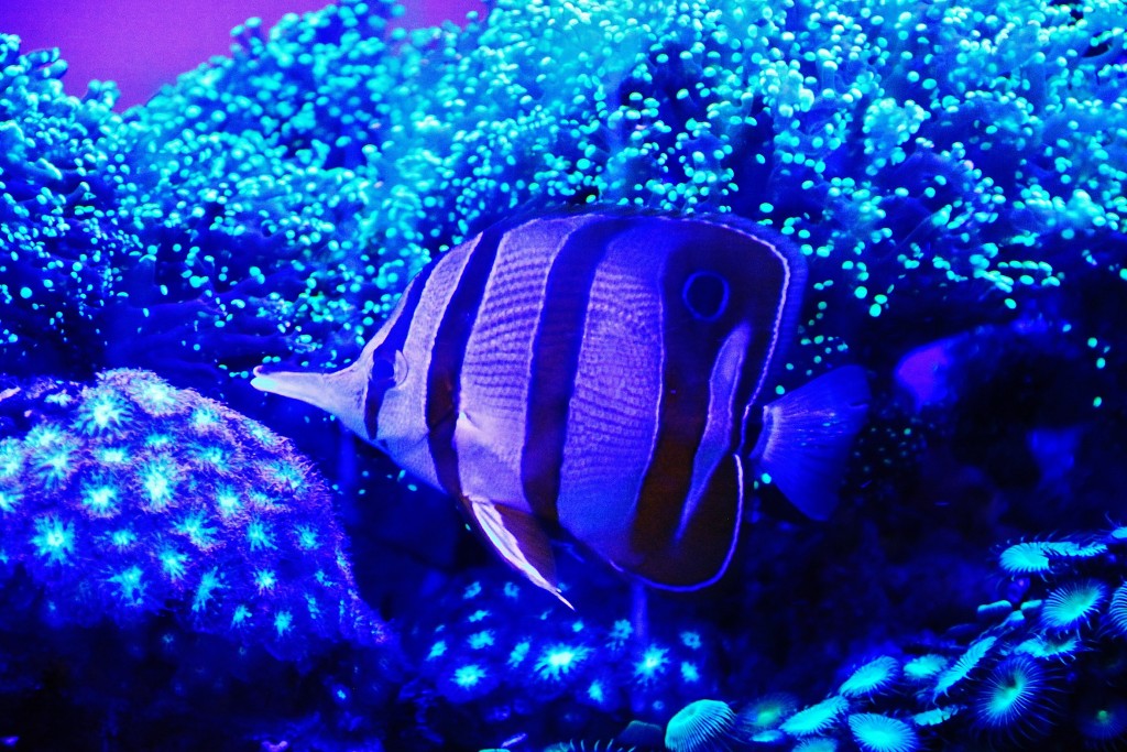 Foto: Acuario - Génova (Liguria), Italia