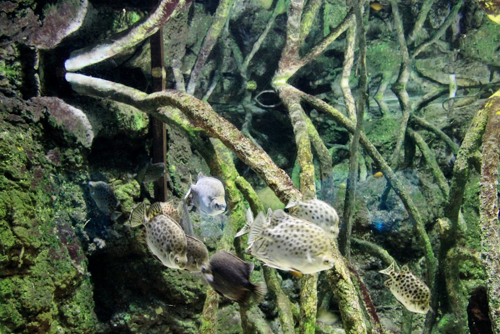 Foto: Acuario - Génova (Liguria), Italia