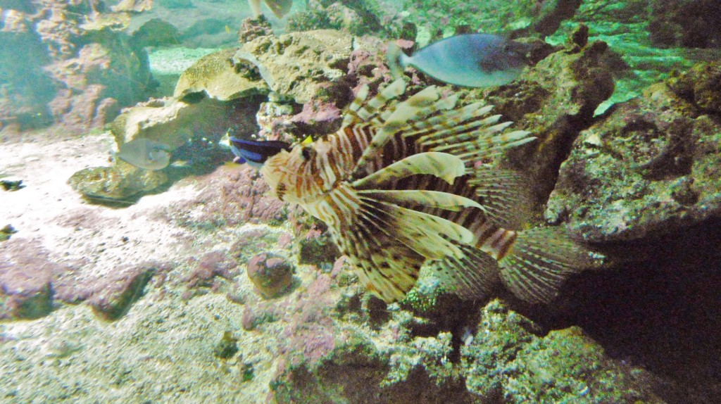 Foto: Acuario - Génova (Liguria), Italia