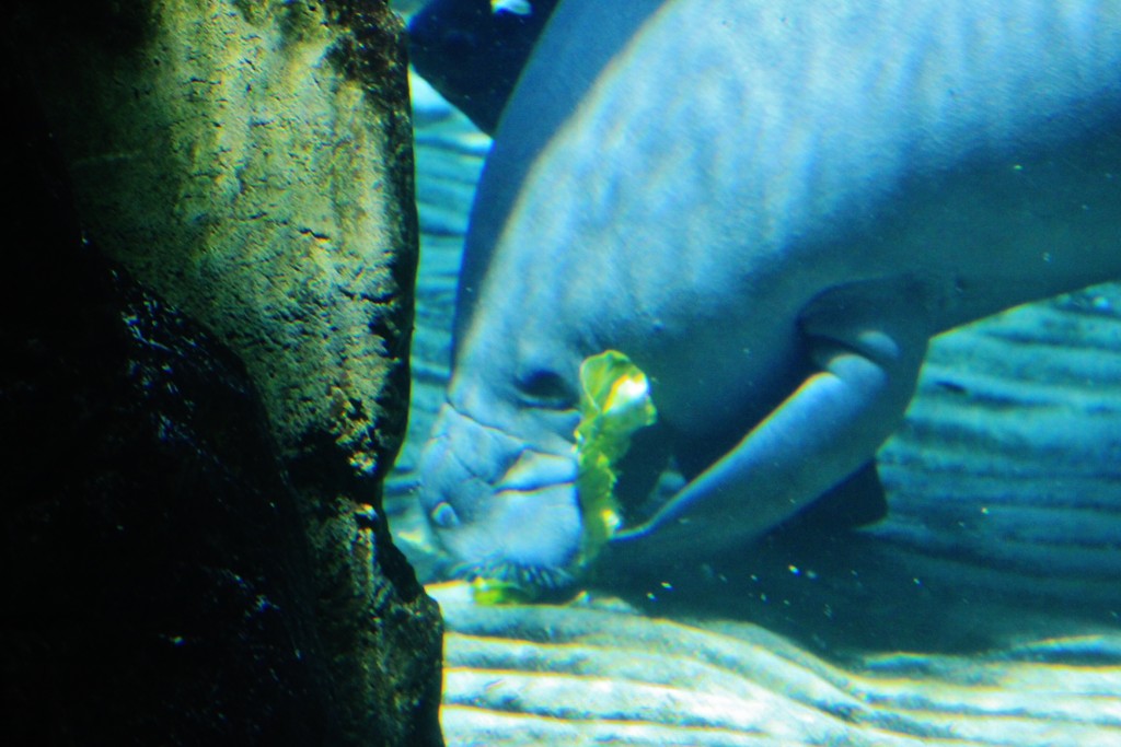 Foto: Acuario - Génova (Liguria), Italia