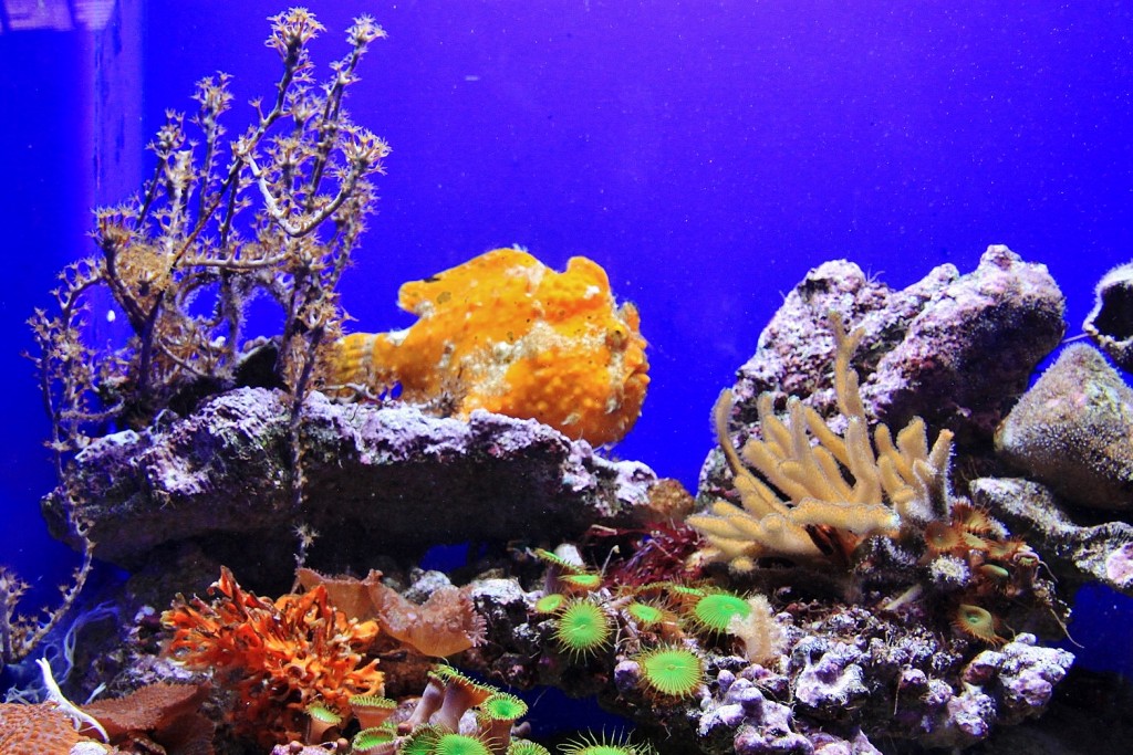 Foto: Acuario - Génova (Liguria), Italia