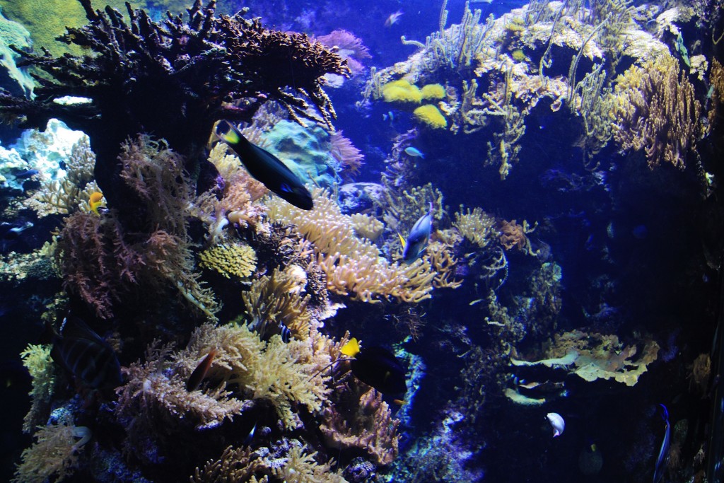 Foto: Acuario - Génova (Liguria), Italia