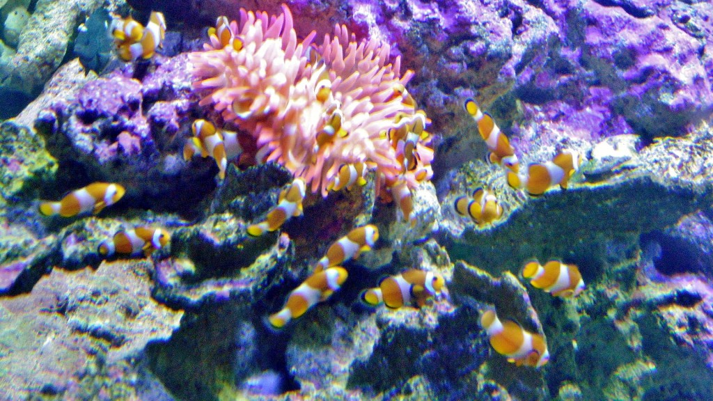 Foto: Acuario - Génova (Liguria), Italia