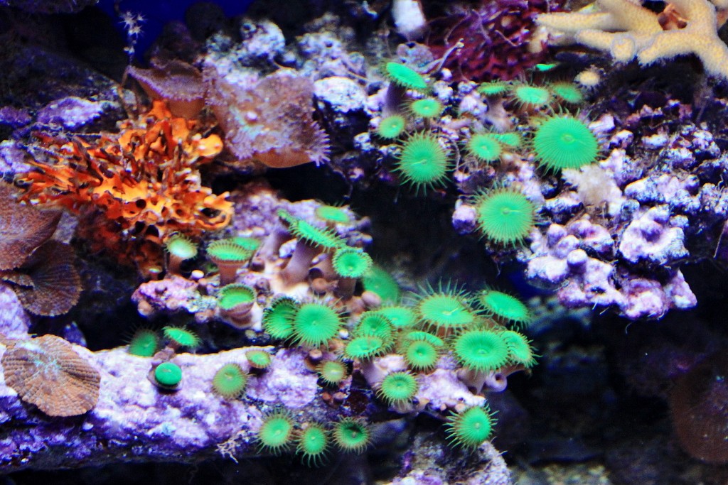 Foto: Acuario - Génova (Liguria), Italia