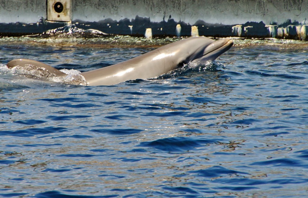 Foto: Acuario - Génova (Liguria), Italia