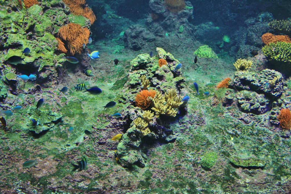 Foto: Acuario - Génova (Liguria), Italia